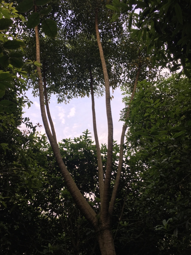 幌伞枫