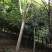 幌伞枫