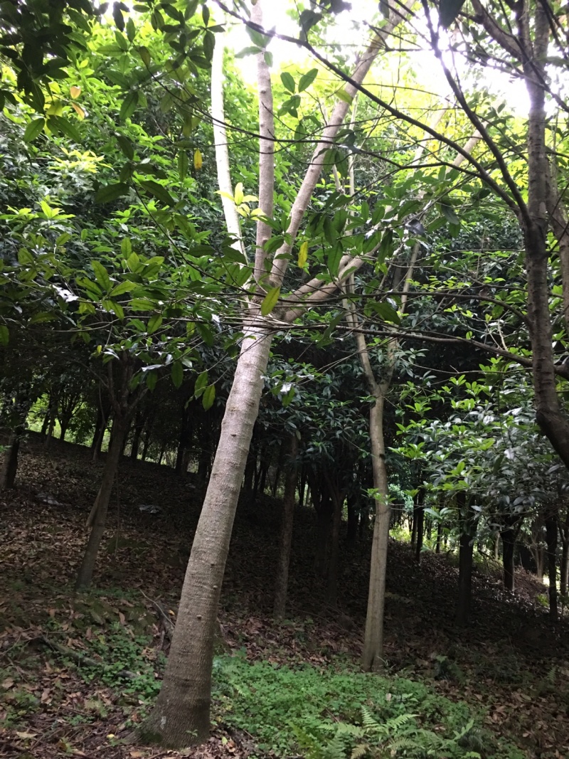 幌伞枫