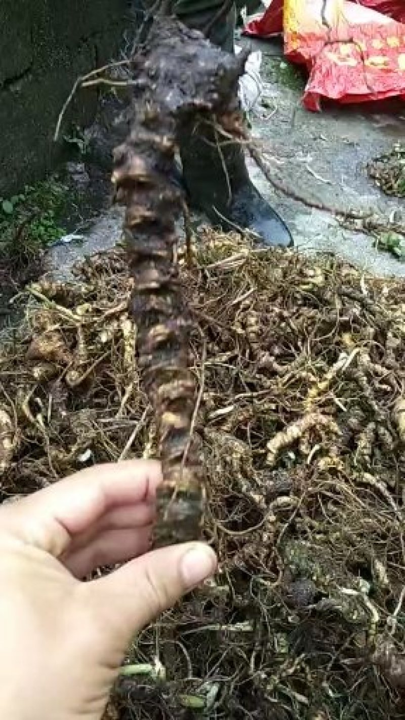 【量大从优】野生三七货源充足长期欢迎在线咨询！