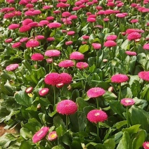 雏菊，基地直销大量有货常年供宿各种草花苗木