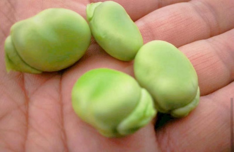 七星蚕豆：绿皮绿籽，粿粒饱满，质量好，产地直供：现货