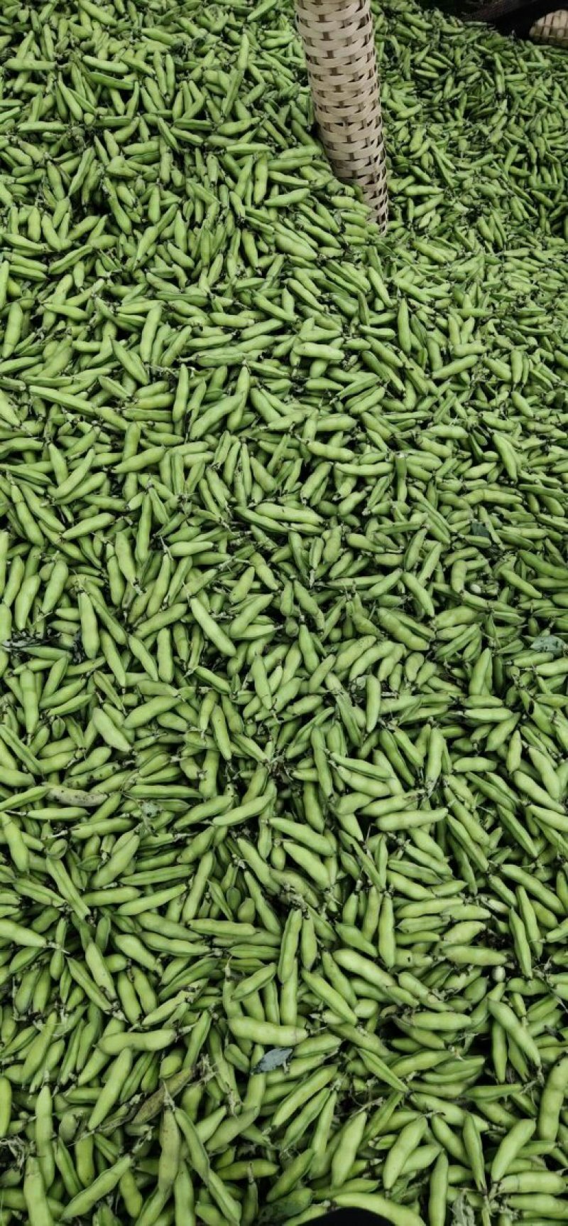 精品胡豆基地直发，全国代发。