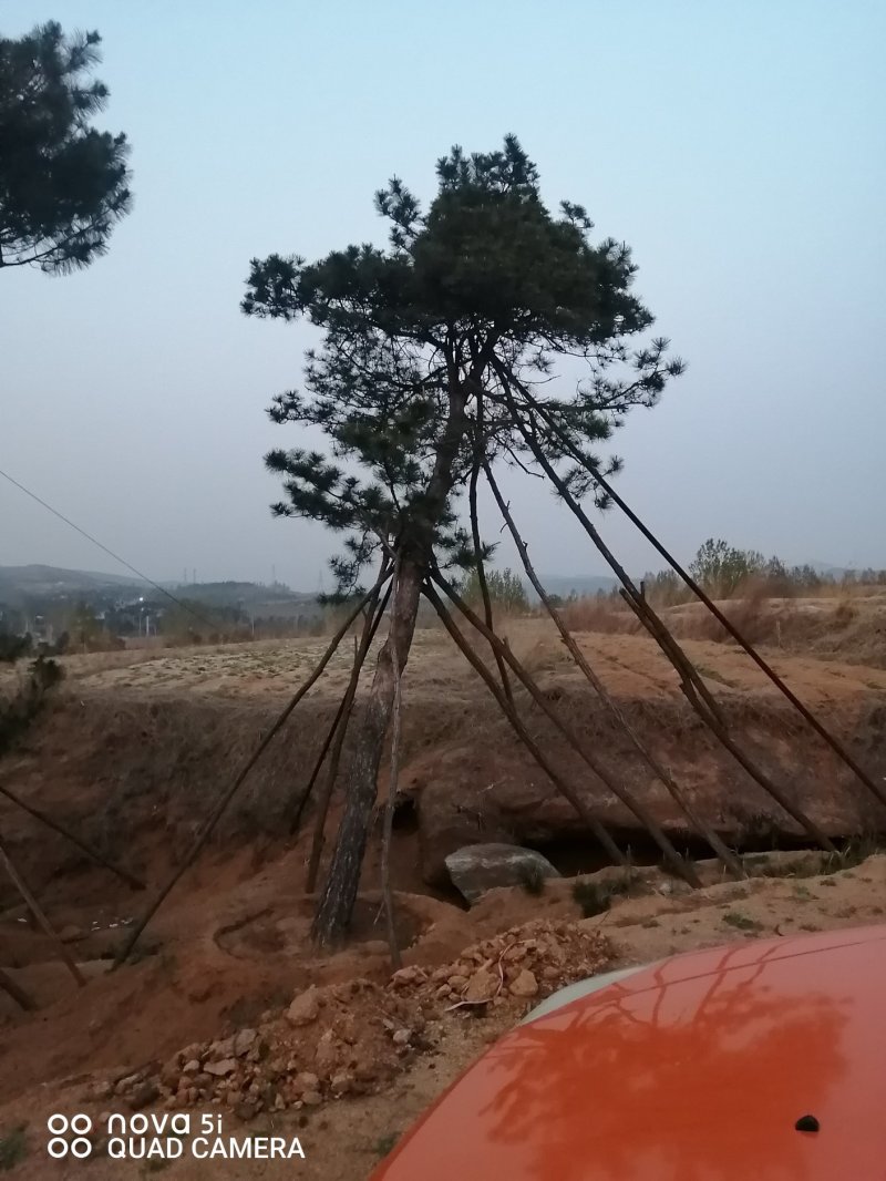 造型油松