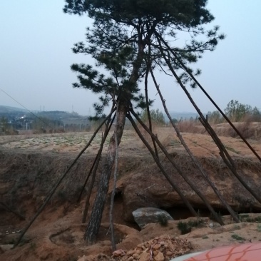 造型油松