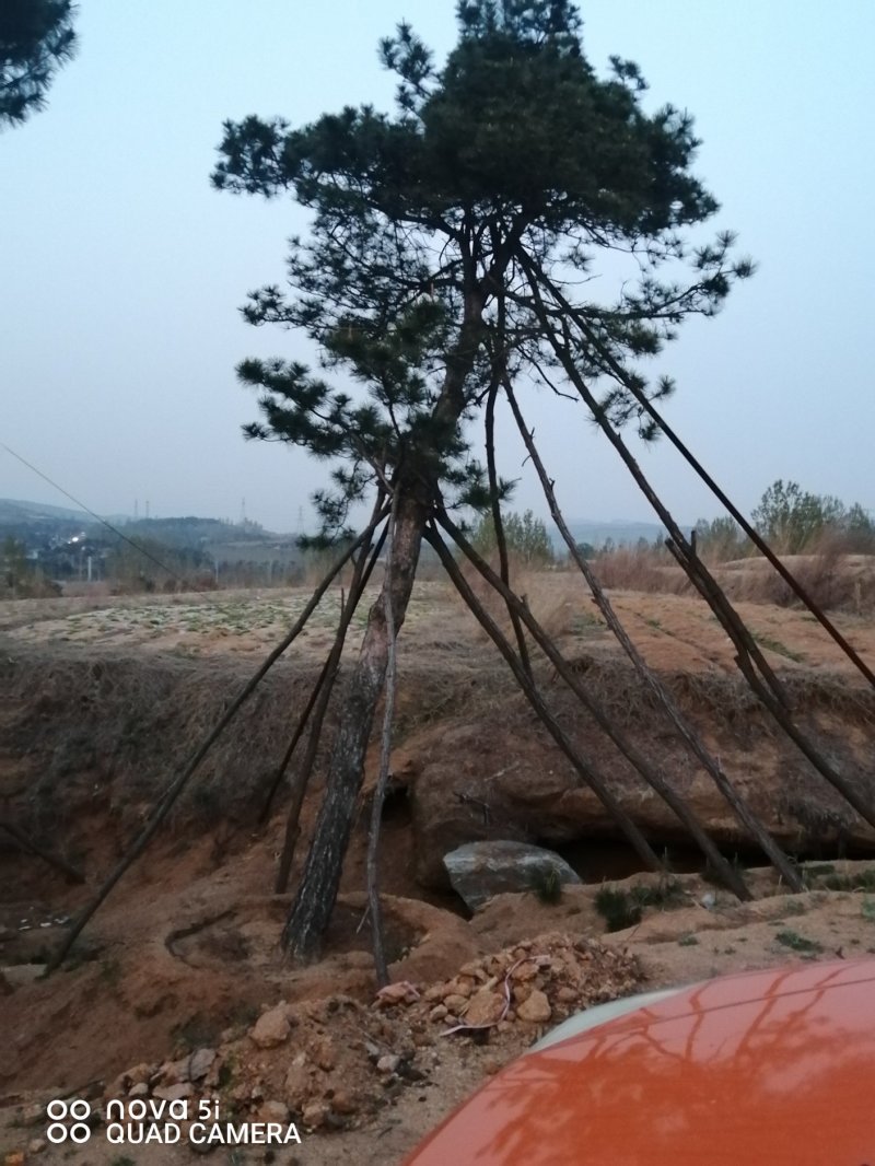 造型油松