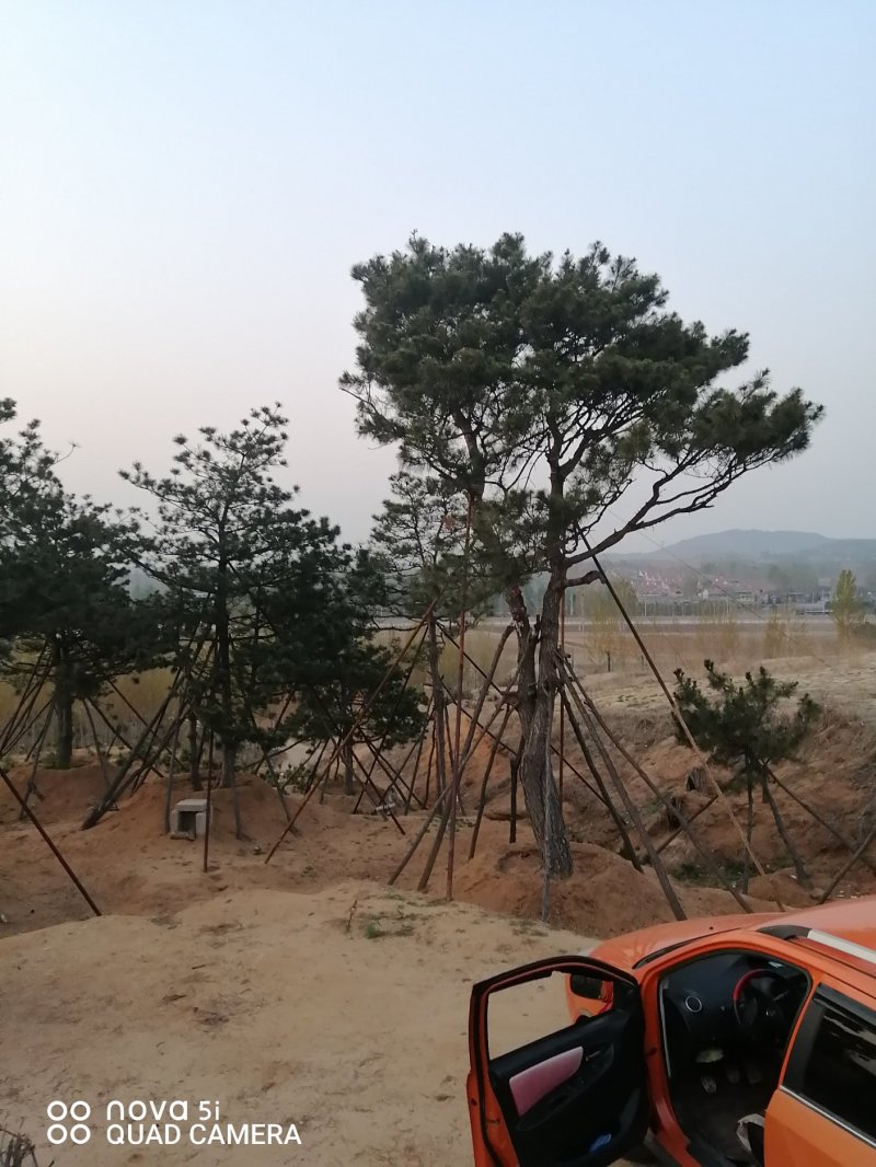 造型油松