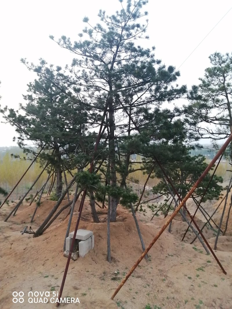造型油松