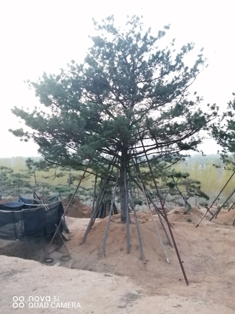 造型油松