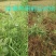 黄精专用除草剂玉竹专用除草剂，厂家直销效果好量大从优