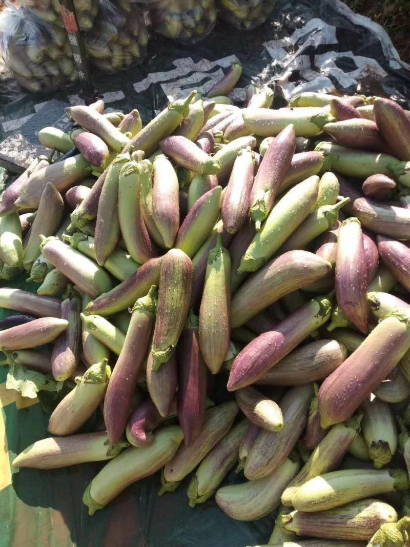 云南特色糯茄
