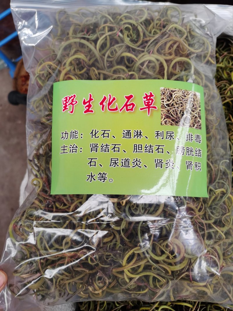 【爆款】原产地化石草老挝化石草，长期有货产地直供