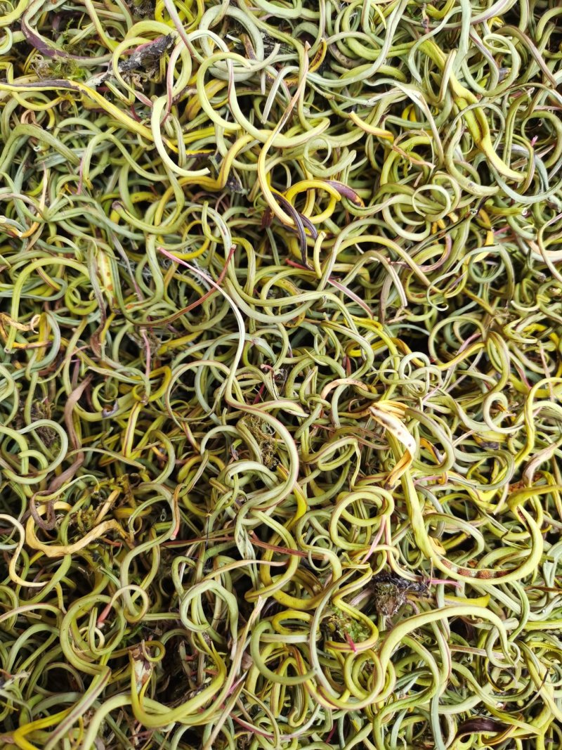 【爆款】原产地化石草老挝化石草，长期有货产地直供