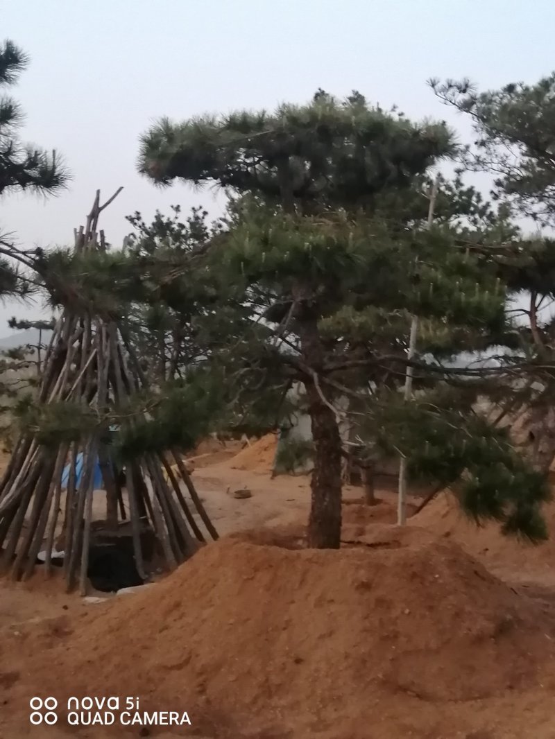 造型油松