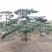 造型油松