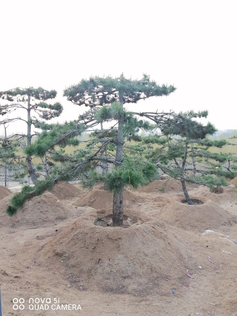 造型油松