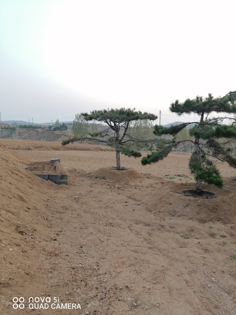 造型油松