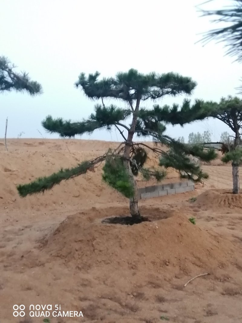 造型油松