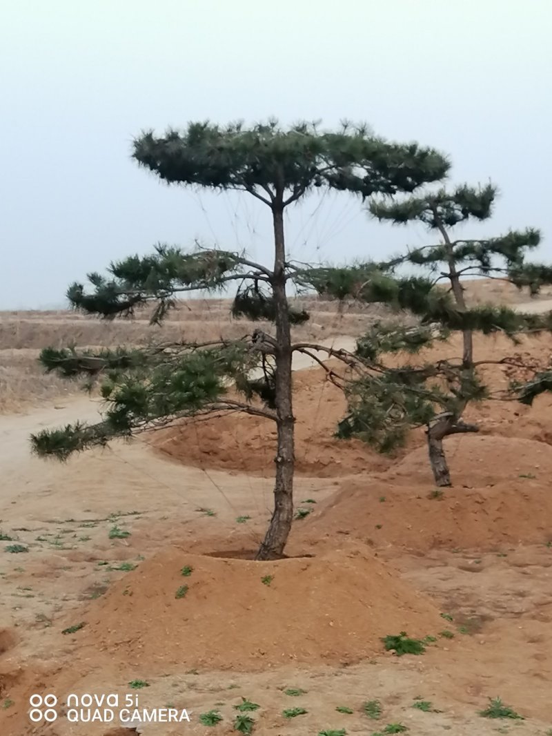 造型油松