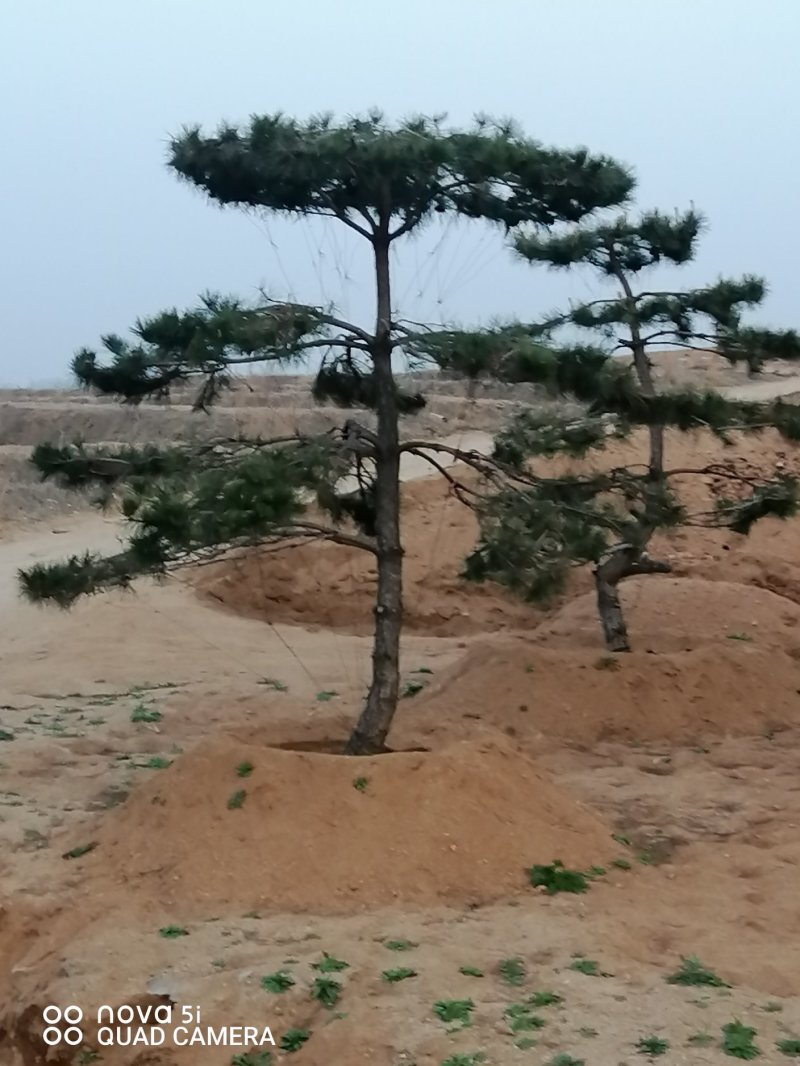 造型油松