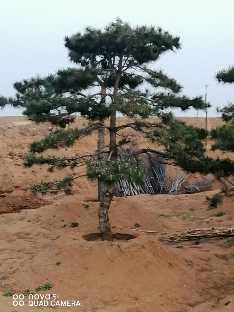 造型油松