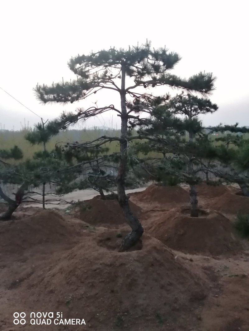 造型油松