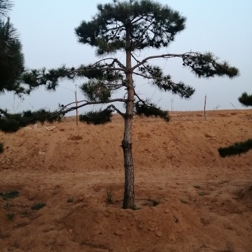 造型油松