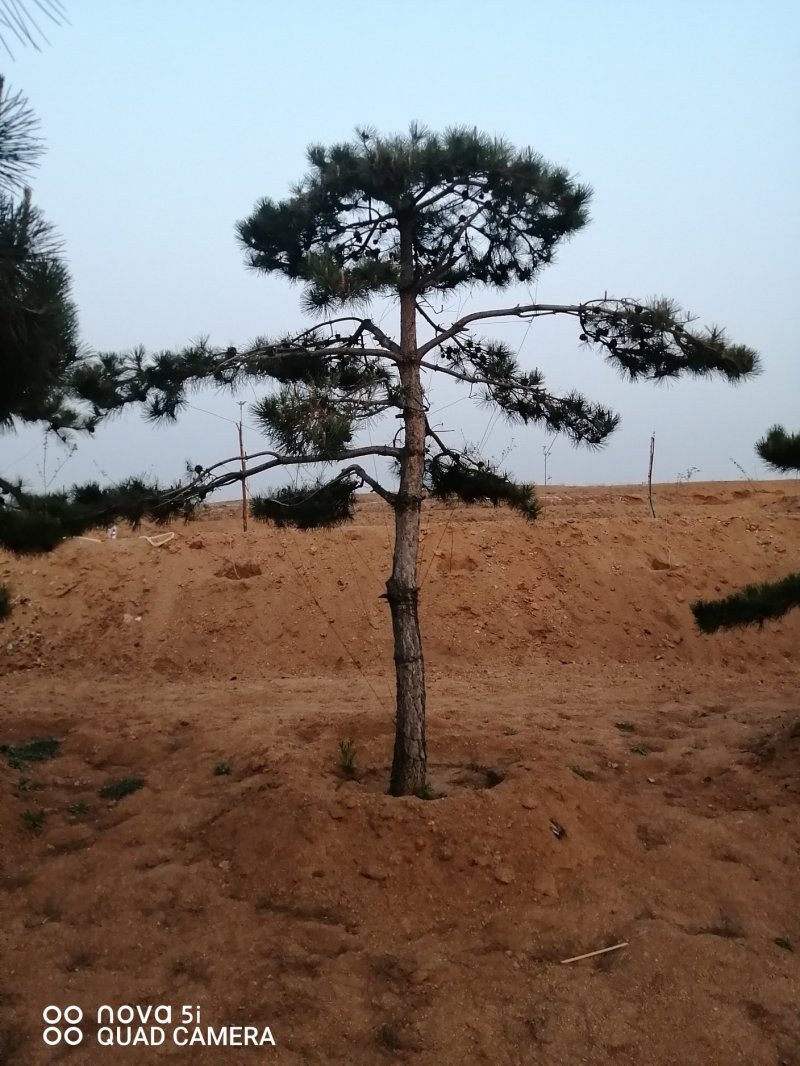 造型油松