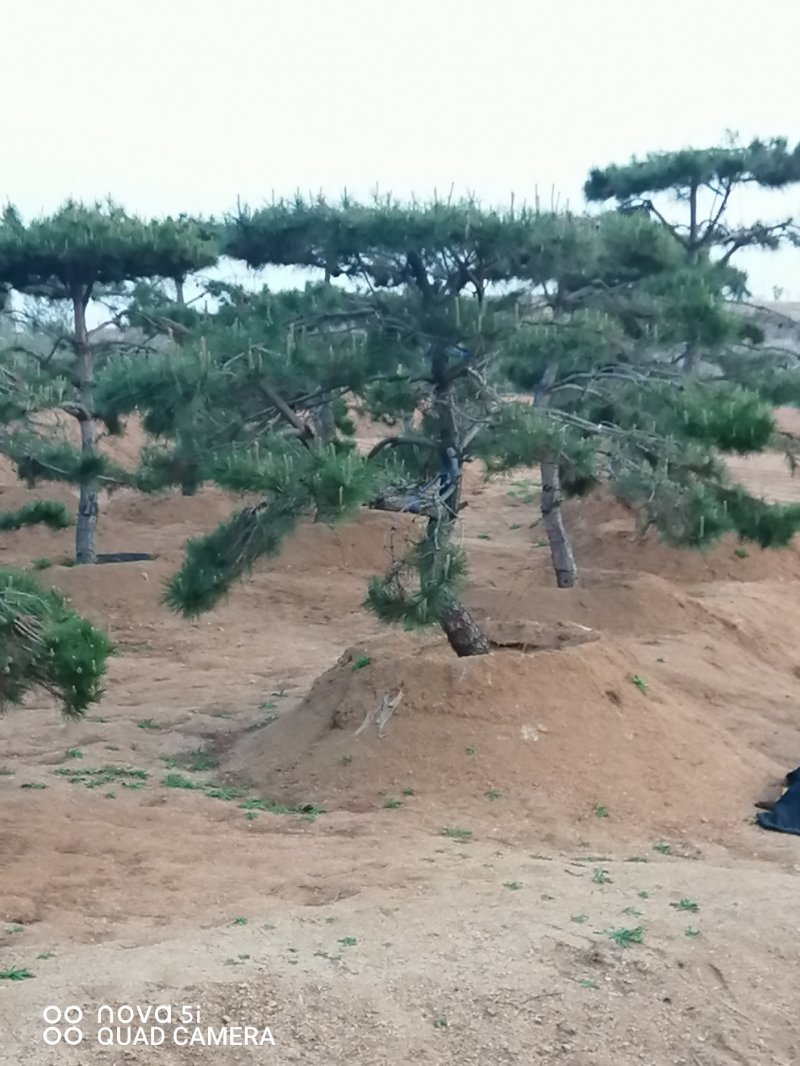 造型油松