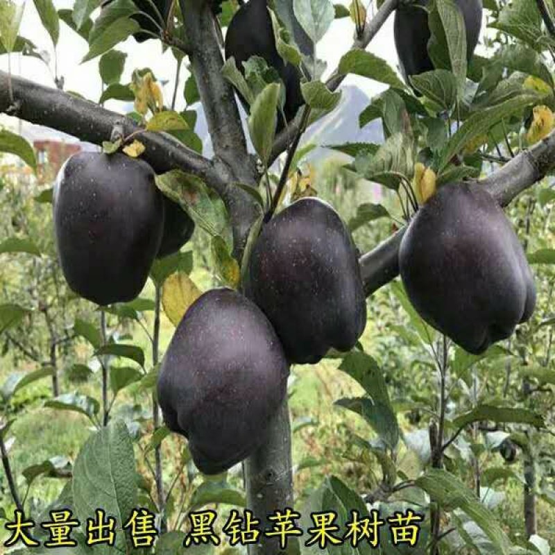 苹果树苗嫁接红富士当年接果庭院特大地载适用南北方种植