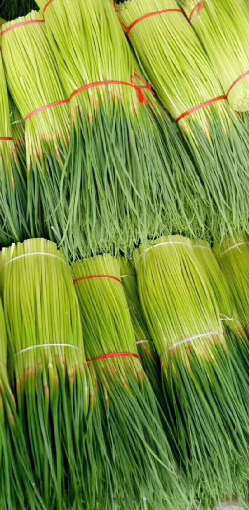 蒜薹60~70厘米质量好价格低质量好价格低