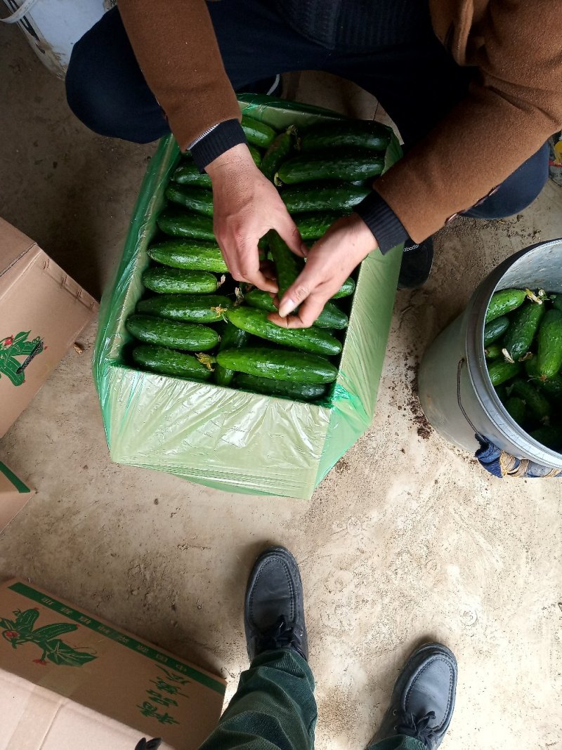 精品旱黄瓜小黄瓜长期合作低价处理对接加工厂量大从优