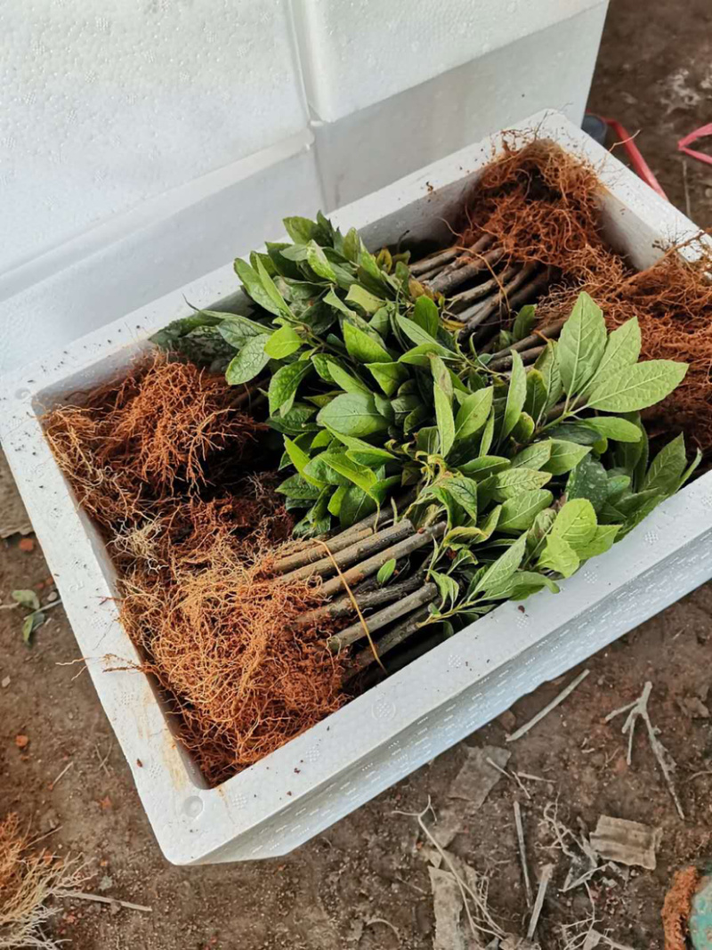 进口北美冬青奥特斯1到6年苗绿化切枝包活送技术