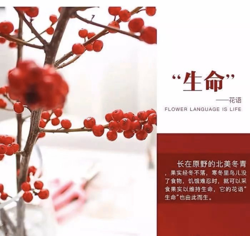 进口北美冬青奥特斯1到6年苗绿化切枝包活送技术