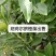四川纽荷尔，免费提供技术，包成活包挂果假一赔十放心购买