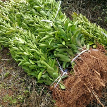 四川纽荷尔，免费提供技术，包成活包挂果假一赔十放心购买