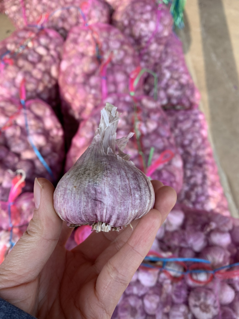 云南独蒜独头蒜产地直发级别不同价位量大价优