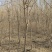 元宝枫3-12公分，分枝点1.3-1.8米，土球裸根均可