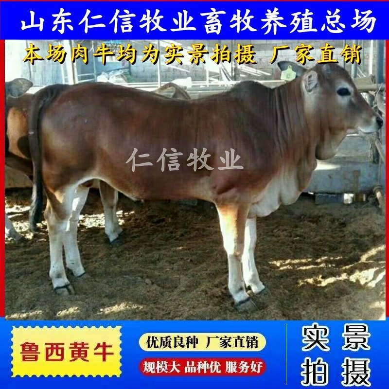 牛犊【直供】价格优惠包成活一年长1500斤左右