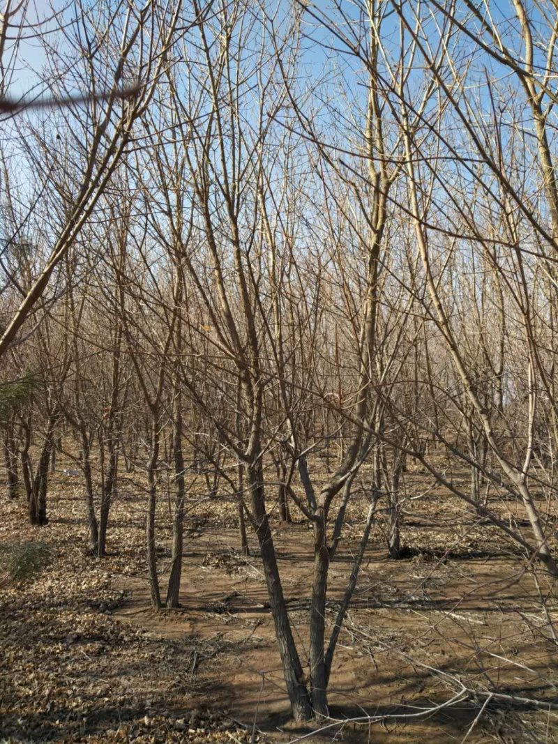大量丛生三角枫4-6条地径3-10公分，