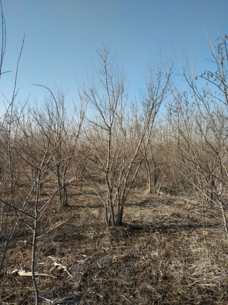 大量丛生三角枫4-6条地径3-10公分，