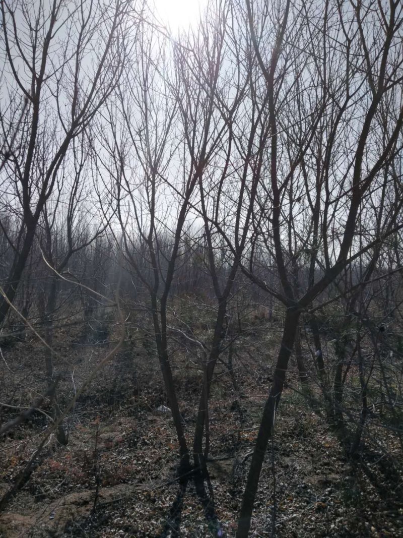 大量丛生三角枫4-6条地径3-10公分，