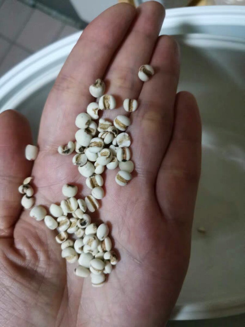 小薏米仁薏苡仁薏米薏仁茶中药材