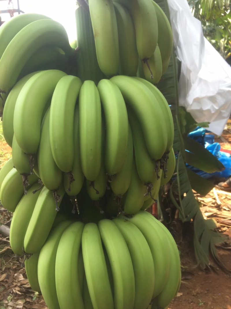 广东徐闻下洋正宗芭茜香蕉产地直销基地货
