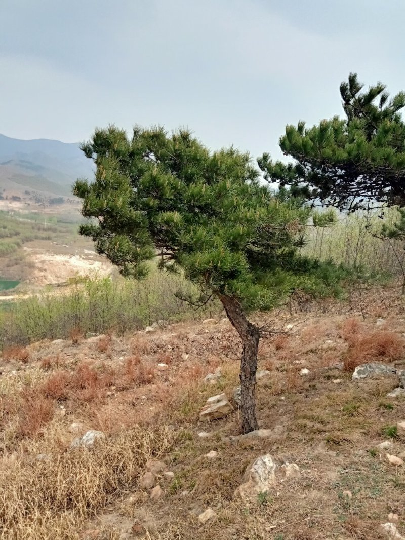造型松