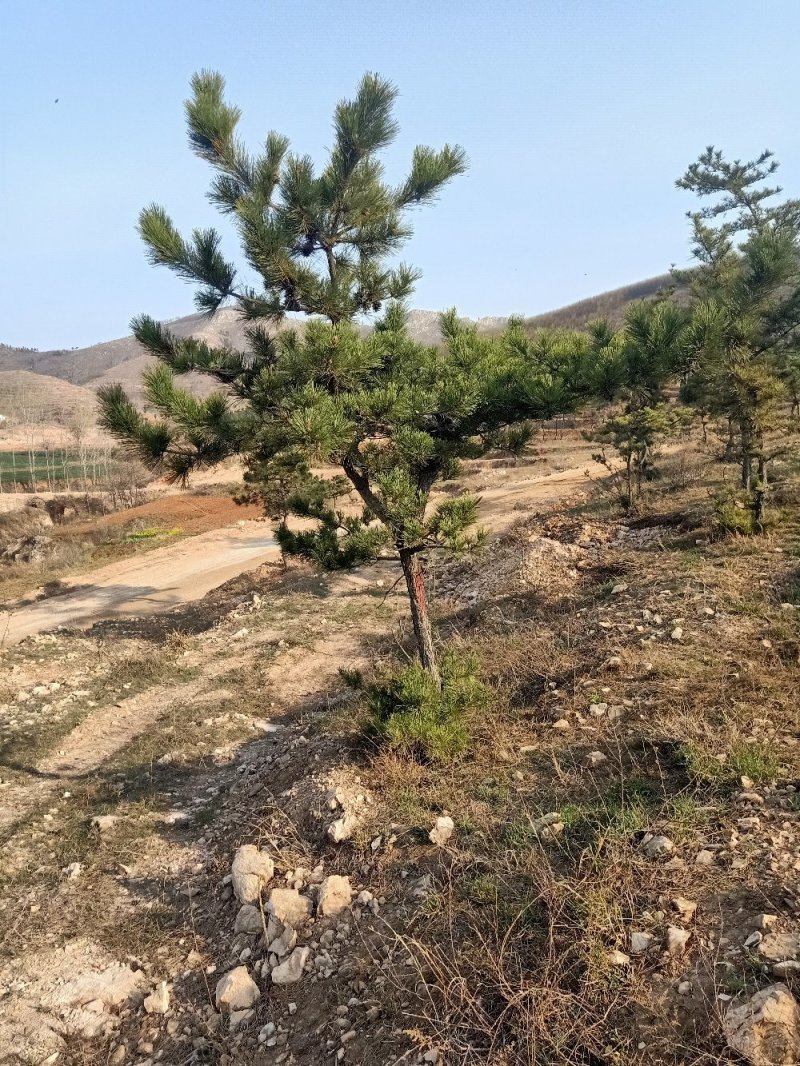 造型松