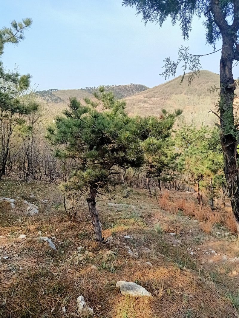 造型松