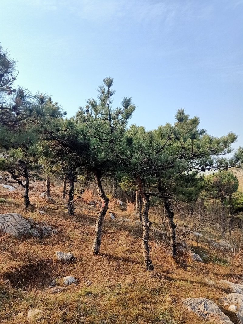 造型松