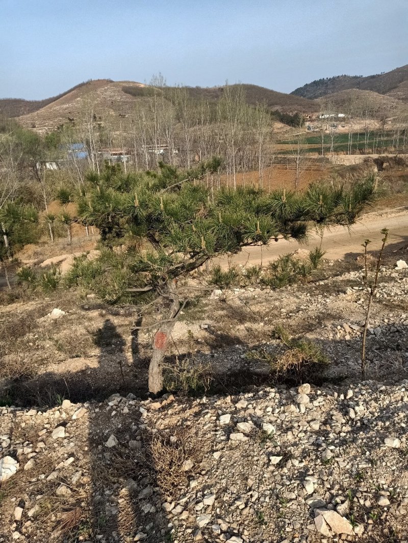 造型松