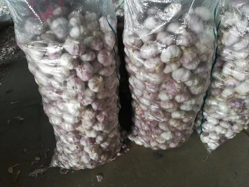精品金乡紫皮大蒜，产地直发代发全国，专业加工规格齐全